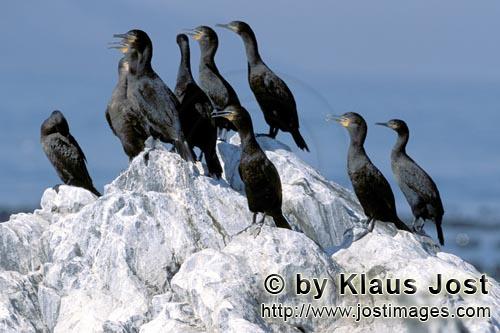 Kapscharbe/Cape Cormorant/Phalacrocorax capensis        Cape Cormorants         