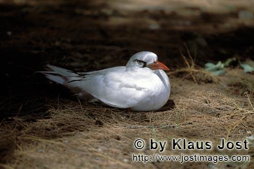 Rotschwanz-Tropikvogel/Red-tailed tropicbird/Rhaethon rubicauda        Red-tailed tropicbird on the 