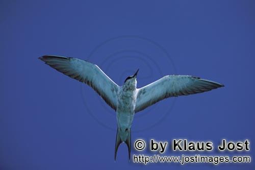 Sooty Tern/Sterna fuscata oahuensis        Flying Sooty Tern with wings spread    