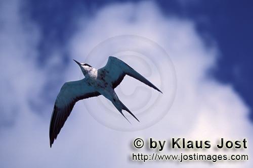 Sooty Tern/Sterna fuscata oahuensis        Sooty tern in flight        
