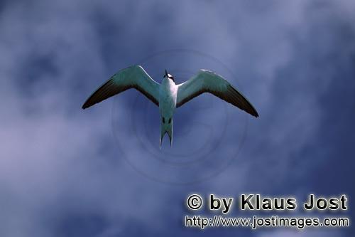 Sooty Tern/Sterna fuscata oahuensis                Flying Sooty Tern        