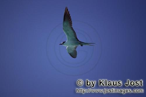 Sooty Tern/Sterna fuscata oahuensis        Sooty tern flies over the sea        