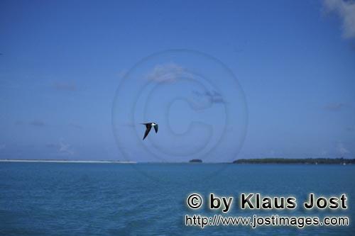 Sooty Tern/Sterna fuscata oahuensis            Sooty Tern over the sea        