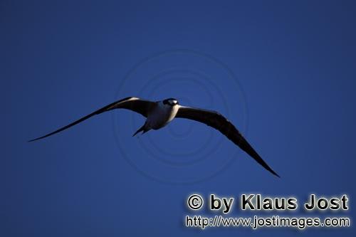 Sooty Tern/Sterna fuscata oahuensis            Flying Sooty Tern off Spit Island