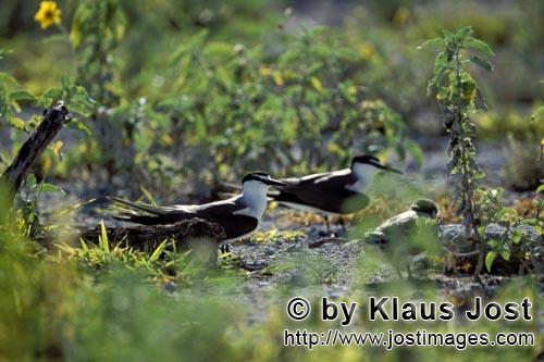 Sooty Tern/Sterna fuscata oahuensis        Sooty Terns with chicks        