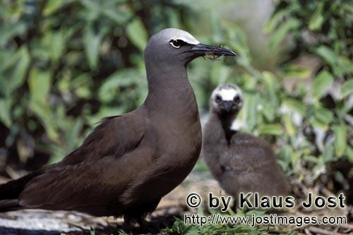 Noddy-Seeschwalbe/Brown Noddy/Anous stolidus pileatus        Brown Noddy with chick        The Br