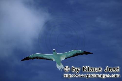 Rotfußtoelpel/Red-footed Booby/Sula sula         Red-footed Booby in flight        Approximately 75