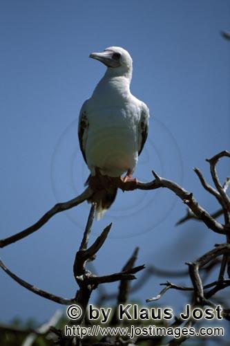 Rotfußtoelpel/Red-footed Booby/Sula sula         Red-footed Booby on the tree                    