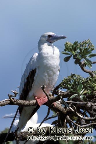 Rotfußtoelpel/Red-footed Booby/Sula sula         Red-footed Booby on the tree            