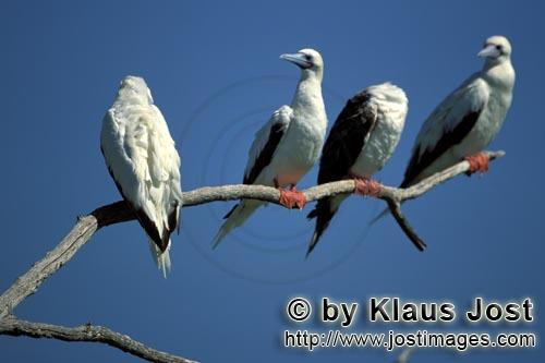 Rotfußtoelpel/Red-footed Booby/Sula sula         Red-footed Boobys on the tree    