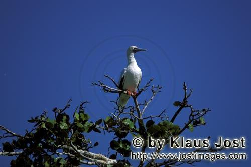 Rotfußtoelpel/Red-footed Booby/Sula sula         Red-footed Boobys on the tree    