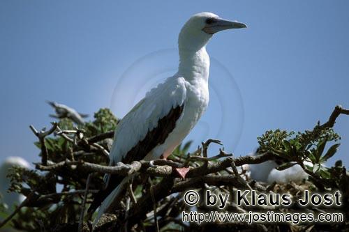 Rotfußtoelpel/Red-footed Booby/Sula sula         Red-footed Booby on the tree