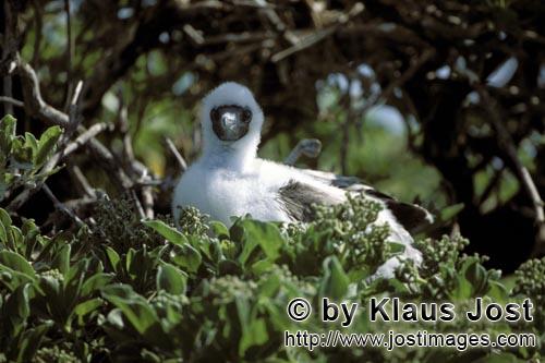 Rotfußtoelpel/Red-footed Booby/Sula sula         Red-footed Booby chick            