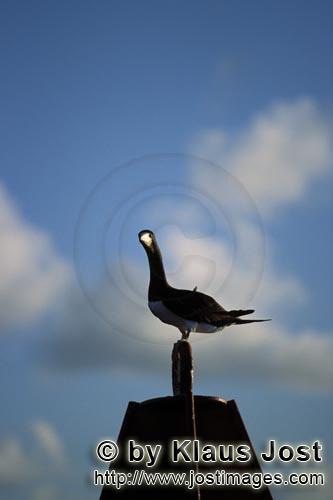 Brauntoelpel-Weißbauchtoelpel/Brown Booby/Sula leucogaster        Brown Booby on a buoy        The 