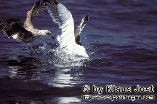 Kelp gull/Larus dominicanus        Kelp gulls argue over fish remains        The Kelp Gull is