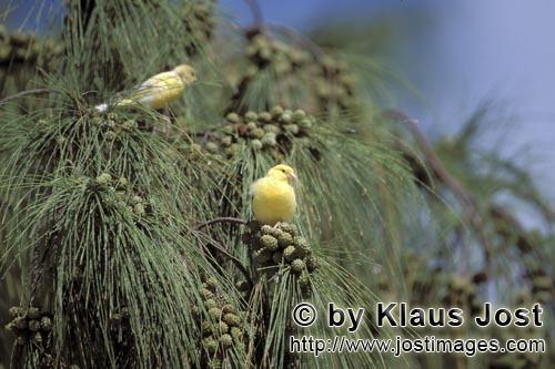 Canary/Serinus canaria forma domestica        Canarys on the tree                