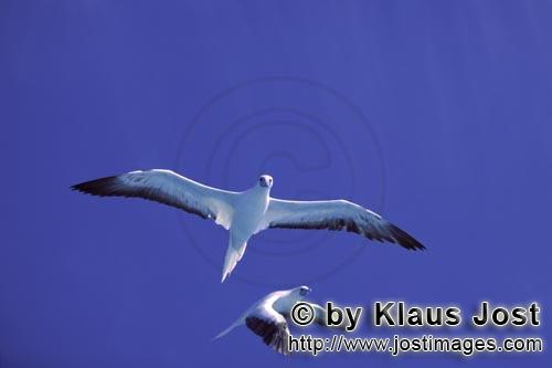 Rotfußtoelpel/Red-footed Booby/Sula sula         Flying Red-footed Boobys        Approximately 750 