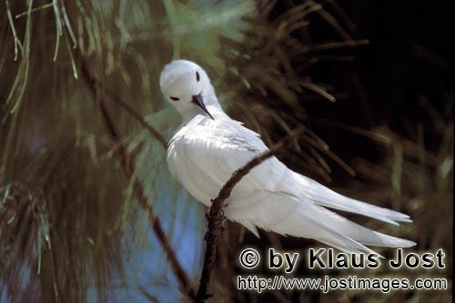 Feenseeschwalbe/White tern/Gygis alba rothchildi        White tern cleans its feathers        The na
