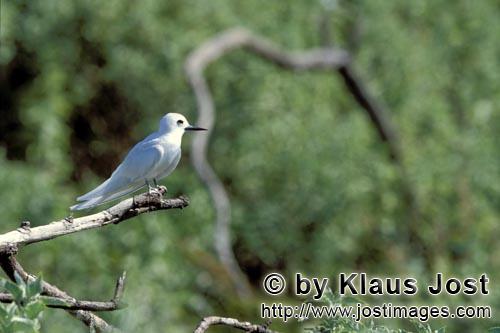 White tern/Gygis alba rothschildi        White tern on a thin branch        The name of this gracefu