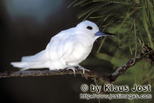 Feenseeschwalbe/White tern/Gygis alba rothchildi        White tern on the tree         The name of t