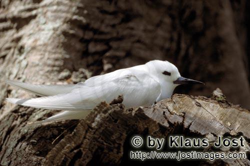 Feenseeschwalbe/White tern/Gygis alba rothchildi        White tern on the tree        The name of th