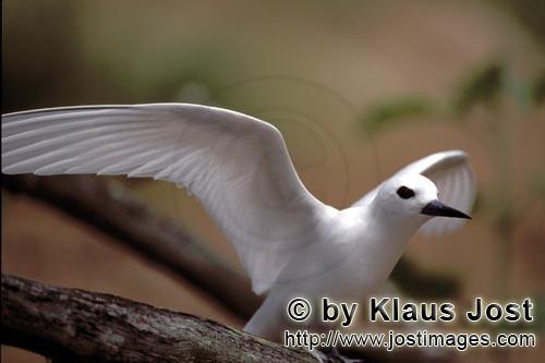 Feenseeschwalbe/White tern/Gygis alba rothchildi        White tern         The name of this graceful