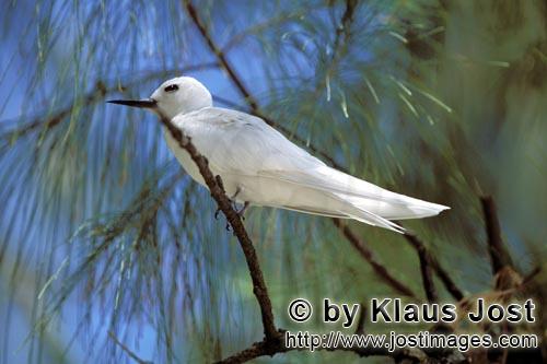 Feenseeschwalbe/White tern/Gygis alba rothchildi        White tern on the tree        The name of th