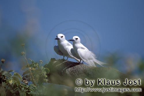 Feenseeschwalbe/White tern/Gygis alba rothchildi        White terns on the tree         The name of 