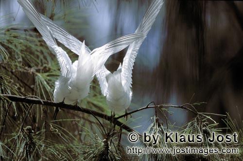 White tern/Gygis alba rothschildi        Graceful White terns         The name of this graceful, del