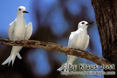 Feenseeschwalbe/White tern    Gygis alba rothchildi            White terns on the tree        The name of this 