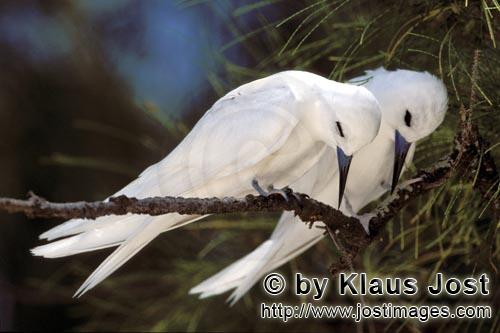 Feenseeschwalbe/White tern    Gygis alba rothchildi        White terns on the tree        The name of this gr
