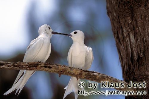 White tern/Gygis alba rothschildi        Two White terns on the tree        The name of this gracefu