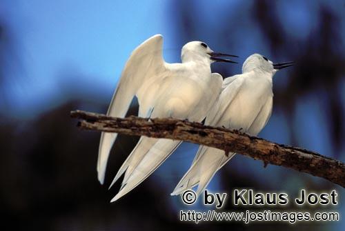 Feenseeschwalbe/White tern/Gygis alba rothchildi        White terns on the tree        The name of t