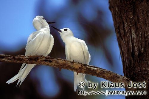 Feenseeschwalbe/White tern/Gygis alba rothchildi        White terns on the tree         Der Name die