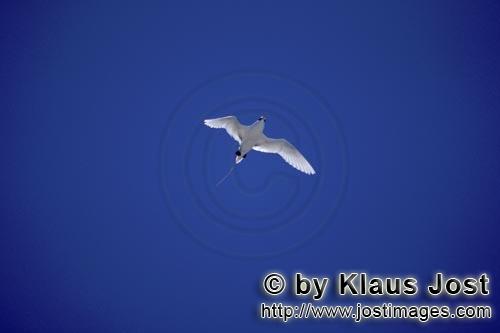 Red-tailed tropicbird/Rhaethon rubicauda        Flying Red-tailed tropicbird                 