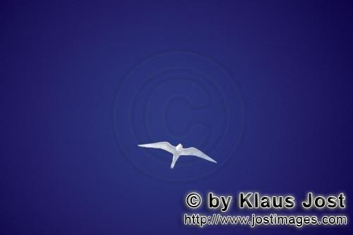 Feenseeschwalbe/White tern/Gygis alba rothchildi        White tern against the blue sky         The 