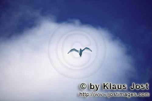 Feenseeschwalbe/White tern/Gygis alba rothchildi        White tern against white cloud         The n