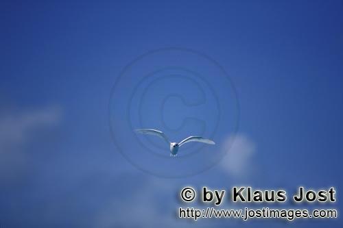 Feenseeschwalbe/White tern/Gygis alba rothchildi        White tern near East Island         The name