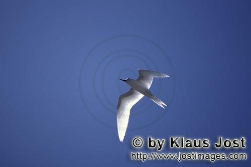 Feenseeschwalbe/White tern/Gygis alba rothchildi        White tern over the Pacific Ocean         Th