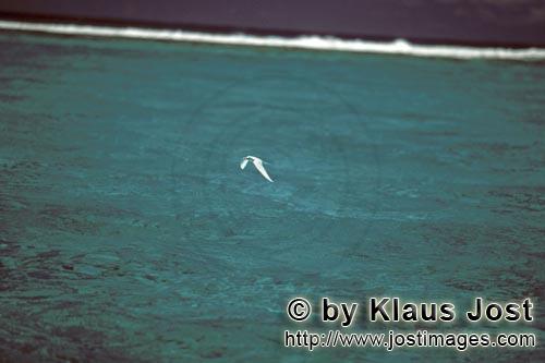 Feenseeschwalbe/White tern/Gygis alba rothchildi        White tern over the sea        The name of t