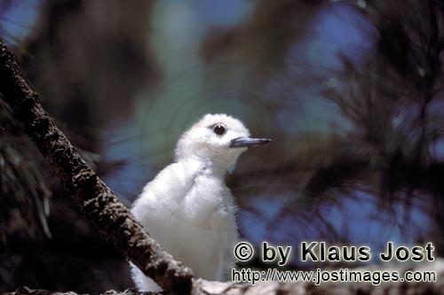 Feenseeschwalbe/White tern/Gygis alba rothchildi        White tern chick on the tree        The name