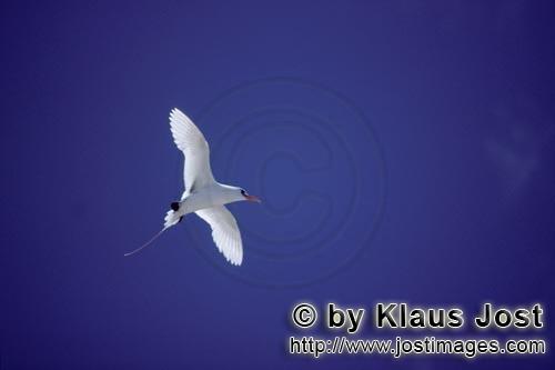 Rotschwanz-Tropikvogel/Red-tailed tropicbird/Rhaethon rubicauda        Flying Red-tailed tropicbird<