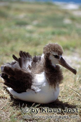 Laysan-Albatros/Laysan albatross/Phoebastria immutabilis        Young Laysan albatross        There 
