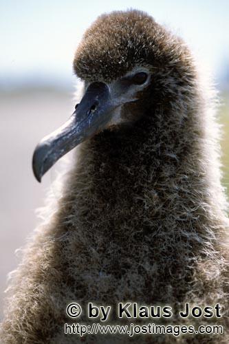 Laysan-Albatros/Laysan albatross/Phoebastria immutabilis        Laysan Albatross chick        There 