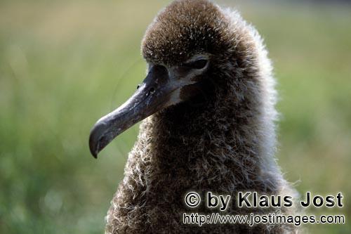 Laysan-Albatros/Laysan albatross/Diomedea immutabilis        Young Laysan albatross        