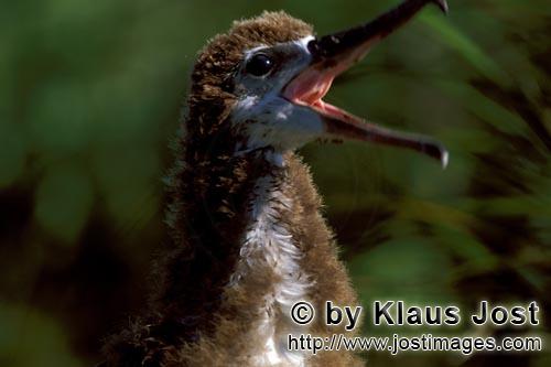 Laysan-Albatros/Laysan albatross/Diomedea immutabilis        Young Laysan albatross        There exi