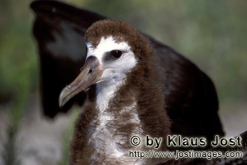 Laysan-Albatros/Laysan albatross/Diomedea immutabilis        Young Laysan albatross    