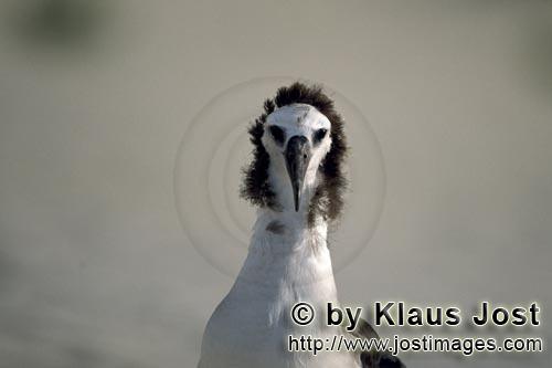 Laysan-Albatros/Laysan albatross/Phoebastria immutabilis        Young Laysan albatross portrait  
