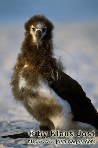 Laysan-Albatros/Laysan albatross/Diomedea immutabilis        Young Laysan albatross         