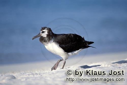 Laysan-Albatros/Laysan albatross/Diomedea immutabilis        Young Laysan albatross        